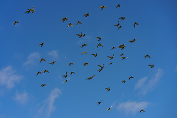 A flock of pigeons flying. The general movement of a large number of birds