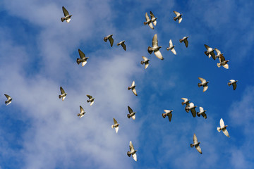 A flock of pigeons flying. The general movement of a large number of birds