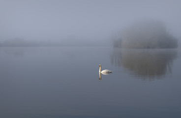 Misty Morning Calm