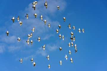 A flock of pigeons flying. The general movement of a large number of birds