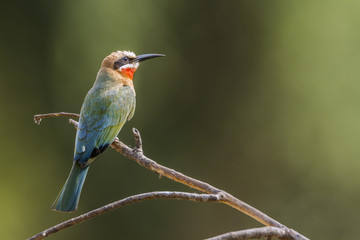 White fronted Bee eater in Kruger National park, South Africa ; Specie Merops bullockoides family of Meropidae