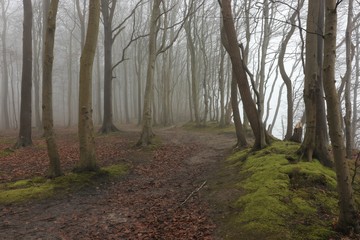 Fototapeta premium mystischer Nebel im Geisterwald