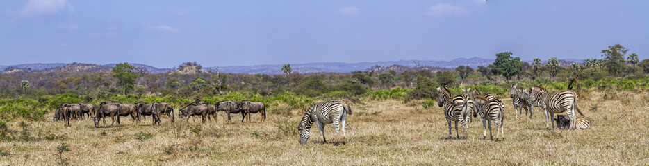 Fototapeta na wymiar Plains zebra and Blue wildebeest in Kruger National park, South Africa ; Specie Equus quagga burchellii and Connochaetes taurinus