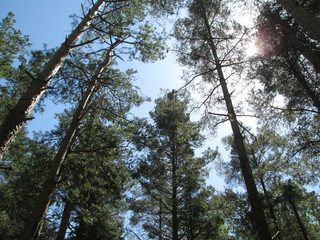 Pine trees