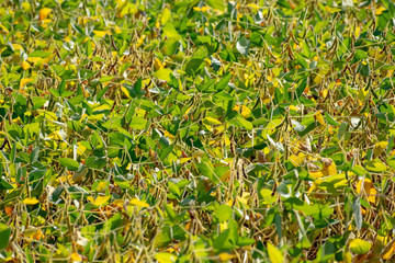 Soybean field closeup
