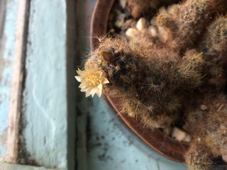 Cactus flower 