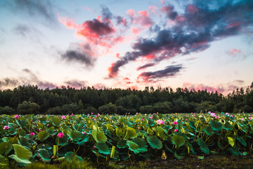 landscape with lots of beautyful pink lotus flowers in the pond and with the red sunrise clouds in the sky