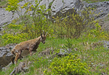 Un bouquetin avec de grandes cornes dans les Alpes en France