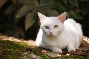 Naklejka na ściany i meble A white cat is in the garden.