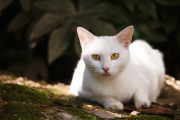 A white cat is in the garden.