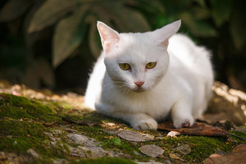 A white cat is in the garden.