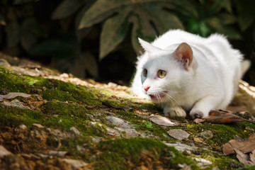 Naklejka na ściany i meble A white cat is in the garden.