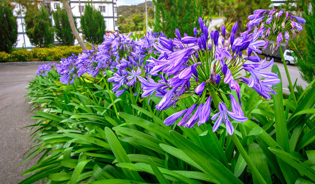 Fototapeta Agapanthus or African lily flowers in the garden.