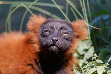 Vari roux en gros plan très expressif