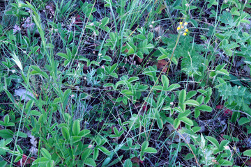 Green grass background