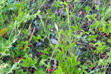 Green grass background
