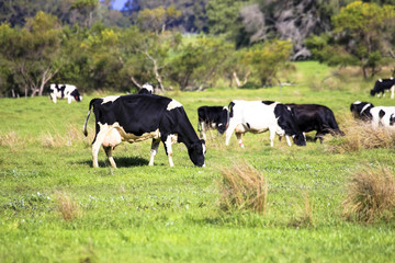 Livestock heard of cow and cattle grazing in countryside green pasture field farm