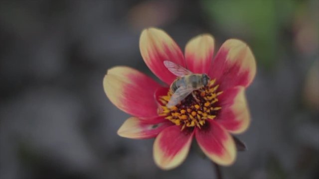 A video of a bee on a flower.