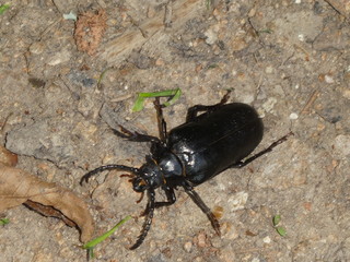black stag beetle in the forest