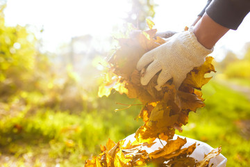 Naklejka premium young boy cleans fallen leaves. concept of purity. autumn leaves. purity. Environment. otdoor. gloves on his hands. sunny weather. worker.volunteering, charity, cleaning, people and ecology concept.