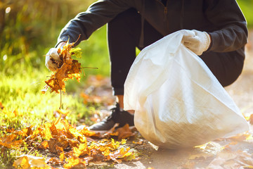 young boy cleans fallen leaves. concept of purity. autumn leaves. purity. Environment. otdoor. gloves on his hands. sunny weather. worker.volunteering, charity, cleaning, people and ecology concept.