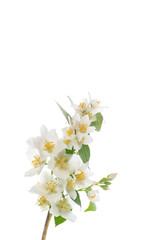 Fototapeta na wymiar blossoming jasmine flowers on a white background