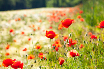 Mohnblumenfeld