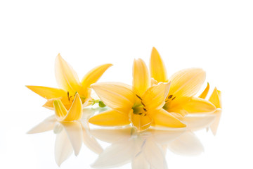 Fototapeta na wymiar Yellow Lily flowers and buds on a white