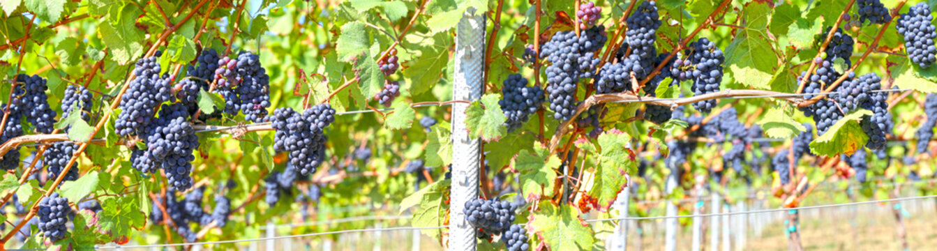 Blaue Weintrauben an Rebstock Panoramabild
