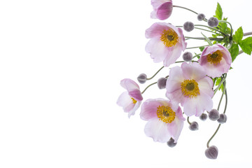 Cute pink flowers on a white background