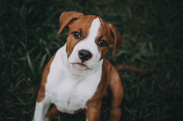 Staffordshire terrier puppy