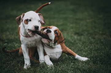 Staffordshire terrier puppy