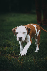 Staffordshire terrier puppy