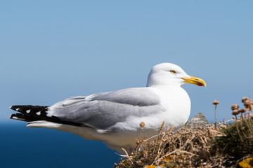 Herring Gull, Sea  Gull, Larus argentatus