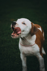 Staffordshire terrier puppy