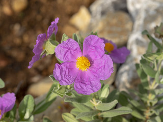 Cistus albidus. Fleurs de Ciste cotonneux des garrigues de Provence