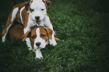 Staffordshire terrier puppy