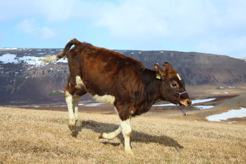 Icelandic calf running and playing