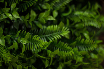 unfocused green fern plants nature scenery concept with deep green colors 