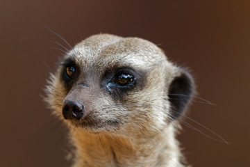 Fototapeta premium Gros plan sur un suricate