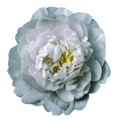 Light turquoise-white peony flower with yellow stamens on an isolated white  background with clipping path. Closeup. For design.  Nature.