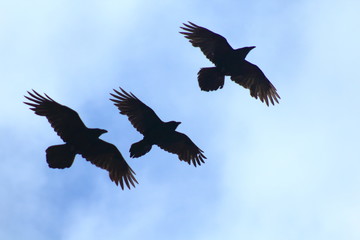 Ravens flying and playing in the air
