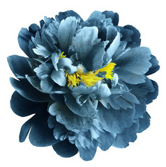 Turquoise  peony flower with yellow stamens on an isolated white background with clipping path....