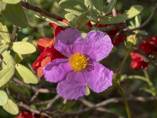 Cistus albidus. Ciste cotonneux des garrigues de Provence