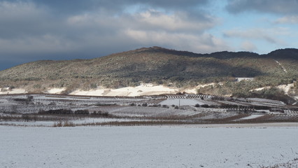 Weingarten im Winter