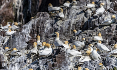 Gannets Nesting