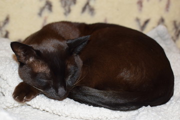 sleppy brown sable Burmese cat