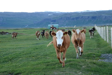 Fototapeta na wymiar Icelandic cows playing and running