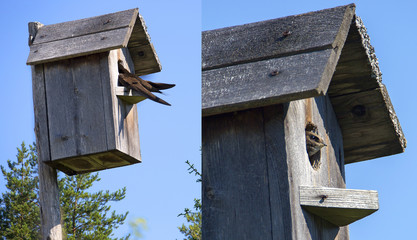 Bird swift lives in a birdhouse. This year, swift settled in a birdhouse in a suburban area in the suburbs. The female brought the Chicks and they flew away safely.