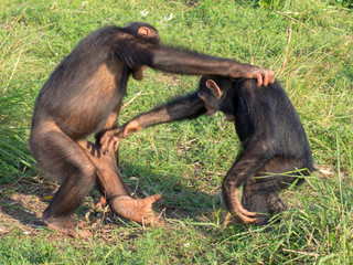 Chimpanzee consists of two extant species: the common chimpanzee and the bonobo. Together with...